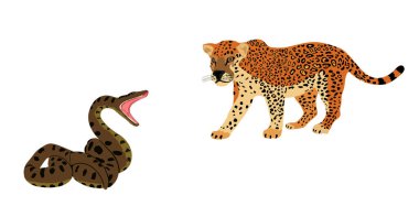 Tuzak jaguar saldırısı yılan vektör çizimi izole edildi. Hayatta kalan sulama yeri vahşi kedi hayvanlarına karşı güçlü sürüngen boa ile savaşıyor. Yırtıcı etobur kedi panteri pusuda bekleyen anakonda yılanı..