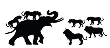 Aslan sürüsü, fil erkek vektör silueti saldırısında izole edildi. Dişi aslan ve aslan erkek, dişleri ve çeneleriyle büyük kızgın bir hayvana saldırıyor. Hayvan kralı büyük kedi. Afrika vahşi yaşam biçimi.