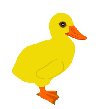 Ördek vektör çizimi beyaz arkaplanda izole edildi. Yavru ördek şirin küçük hayvan. Fowl kuşu. Tavuk maskotu. Yerli çiftlik kümes hayvanları.