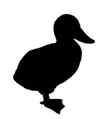 Ördek yavrusu vektör silueti çizimi beyaz arkaplanda izole edildi. Yavru ördek şirin, küçük hayvan şeklinde. Fowl kuşu. Tavuk maskotu. Yerli çiftlik tavuklarının gölgesi.