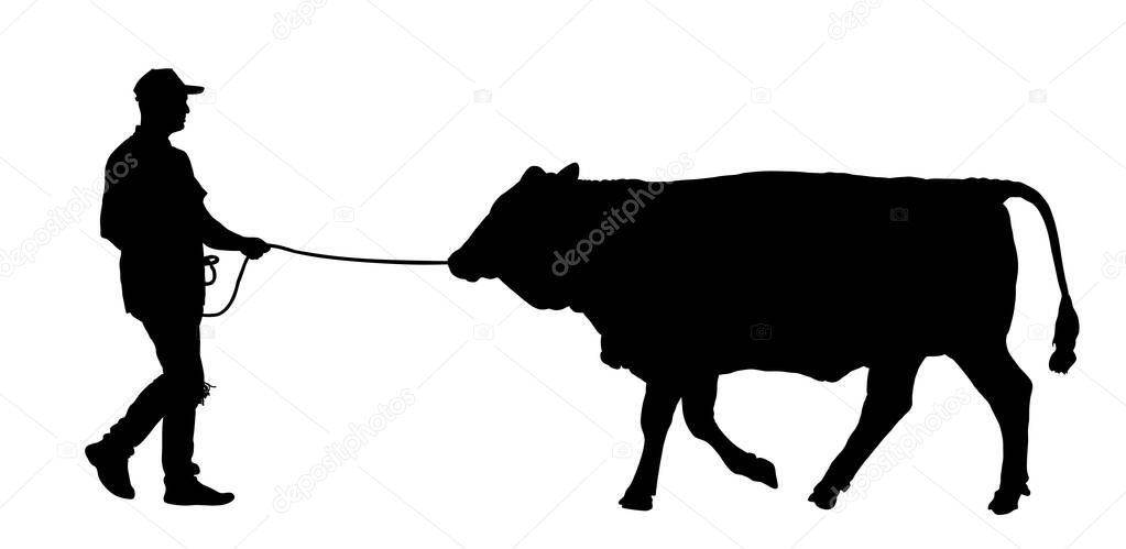 Farmer walk with cow on leash vector silhouette illustration isolated on white. Cow grazing. Milk and cheese fabric. Organic food. Cow shape shadow. Villager man working on farm domestic animal shape.