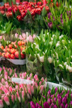 Pembe, mor ve şeftalinin çeşitli tonlarında taze lalelerden oluşan canlı bir karışım, buketler içinde güzelce düzenlenmiş. Yüksek kalite fotoğraf