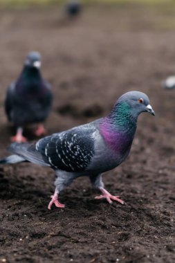 Zeminde yürüyen bir güvercinin yakın çekimi canlı yanardöner tüylerini ve çarpıcı kırmızı ayaklarını sergiliyor. Yüksek kalite fotoğraf
