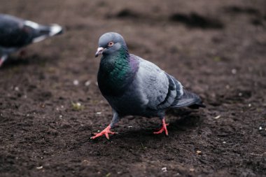 Zeminde yürüyen bir güvercinin yakın çekimi canlı yanardöner tüylerini ve çarpıcı kırmızı ayaklarını sergiliyor. Yüksek kalite fotoğraf