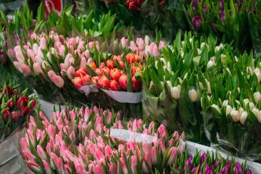 Pembe, mor ve şeftalinin çeşitli tonlarında taze lalelerden oluşan canlı bir karışım, buketler içinde güzelce düzenlenmiş. Yüksek kalite fotoğraf