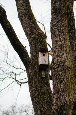 Kırsal bir ahşap kuş besleyicisi, şehir parkındaki bir ağaç dalına asılarak kuşlar için samimi ve davetkar bir sahne yaratıyor. Yüksek kalite fotoğraf