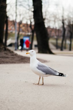 Görkemli bir martı, zarif beyaz ve gri tüylerini sergileyerek doğal bir park ortamında asfalt bir yolda güvenle yürüyor. Yüksek kalite fotoğraf