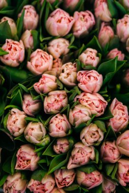 A vibrant assortment of fresh tulips in various shades of pink, purple, and peach, beautifully arranged in bouquets. High quality photo clipart