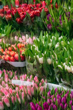 Pembe, mor ve şeftalinin çeşitli tonlarında taze lalelerden oluşan canlı bir karışım, buketler içinde güzelce düzenlenmiş. Yüksek kalite fotoğraf
