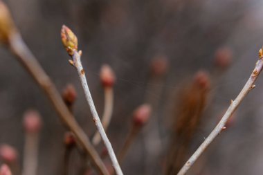 Çıplak dallarda ortaya çıkan narin tomurcuklar baharın erken dönemlerindeki yenilenmeyi ve sessiz güzelliği simgeliyor. Yüksek kalite fotoğraf