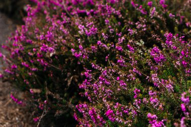 Çiçek açan pembe kenevir çiçeklerinin yakın çekimi, yumuşak ve rüya gibi doğal bir botanik pınarı yaratır. Yüksek kalite fotoğraf