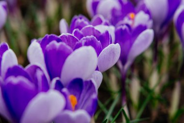 Bereketli yeşil bir çayırda çiçek açan mor timsahların canlı bir yakın çekimi ilkbahar güzelliğinin ve yenilenmenin özünü yakalıyor. Yüksek kalite fotoğraf