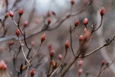 Çıplak dallarda ortaya çıkan narin tomurcuklar baharın erken dönemlerindeki yenilenmeyi ve sessiz güzelliği simgeliyor. Yüksek kalite fotoğraf