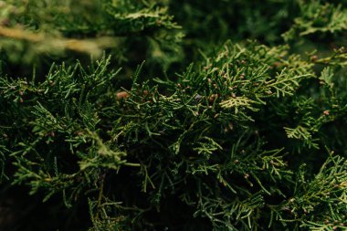 Daldaki canlı yeşil çam iğnelerinin detaylı bir yakın çekimi yemyeşil ağaçların bereketli doğal ortamdaki karmaşıklığını gözler önüne seriyor. Yüksek kalite fotoğraf