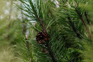 Daldaki canlı yeşil çam iğnelerinin detaylı bir yakın çekimi yemyeşil ağaçların bereketli doğal ortamdaki karmaşıklığını gözler önüne seriyor. Yüksek kalite fotoğraf