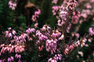 Çiçek açan pembe kenevir çiçeklerinin yakın çekimi, yumuşak ve rüya gibi doğal bir botanik pınarı yaratır. Yüksek kalite fotoğraf