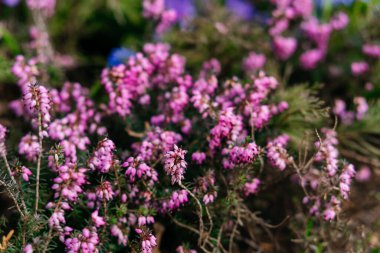 Canlı bir yakın plan pembe çiçekler yemyeşil bir doğal ortamda çiçek açarak baharın güzelliğini ve dinginliğini yakalıyor. Yüksek kalite fotoğraf