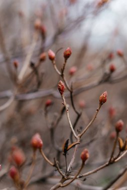 Çıplak dallarda ortaya çıkan narin tomurcuklar baharın erken dönemlerindeki yenilenmeyi ve sessiz güzelliği simgeliyor. Yüksek kalite fotoğraf