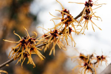Canlı sarı fındık çiçeklerinin yakın plan çekimi narin, cılız taç yapraklarını ve zengin dokusunu yumuşak bulanık bir arka plana karşı sergiliyor. Yüksek kalite fotoğraf