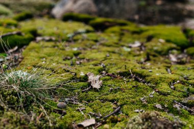 Ormanın zeminini kaplayan yemyeşil yosunlardan oluşan güzel bir yakın çekim yumuşak ve canlı bir doğal doku yaratıyor. Yüksek kalite fotoğraf