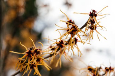 Canlı sarı fındık çiçeklerinin yakın plan çekimi narin, cılız taç yapraklarını ve zengin dokusunu yumuşak bulanık bir arka plana karşı sergiliyor. Yüksek kalite fotoğraf