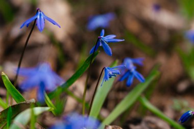 Taze yeşillik ve doğal orman elementleriyle çevrili, ilkbaharın başlarında açan canlı mavi Scilla çiçeklerinden oluşan güzel bir yakın plan. Yüksek kalite fotoğraf