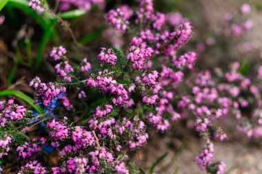 Canlı bir yakın plan pembe çiçekler yemyeşil bir doğal ortamda çiçek açarak baharın güzelliğini ve dinginliğini yakalıyor. Yüksek kalite fotoğraf