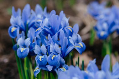 Mavi iris çiçeklerinin büyüleyici bir yakın çekimi. Çiçekler, karmaşık taç yapraklarını ve canlı renklerini doğal bir ortamda sergiliyor. Yüksek kalite fotoğraf