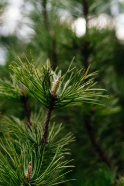 Daldaki canlı yeşil çam iğnelerinin detaylı bir yakın çekimi yemyeşil ağaçların bereketli doğal ortamdaki karmaşıklığını gözler önüne seriyor. Yüksek kalite fotoğraf