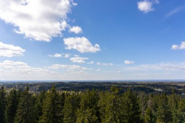 Kuzey Avrupa 'da güneşli bir bahar gününde yeşil tepeler, çam ormanı ve mavi gökyüzü ile huzurlu kırsal alan. Yüksek kalite fotoğraf