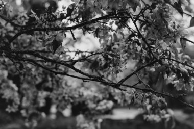 Yumuşak yeşil bir zemine kurulmuş, yapraklarında parlayan yağmur damlalarıyla narin pembe çiçekli bir dal, baharın dingin güzelliğini yakalıyor. Yüksek kalite fotoğraf