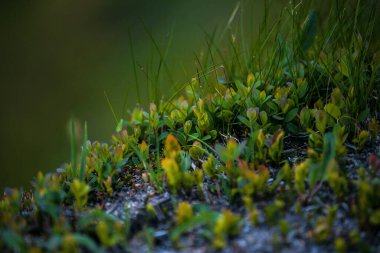 Bahçede büyüyen yeşil çimenler