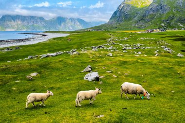 Norveç 'in güzel koyun manzarası