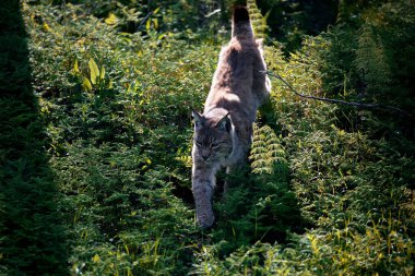 Vahşi kediler, hayvanlar, ormanlar 