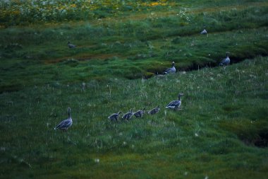 wild geese in a meadow 