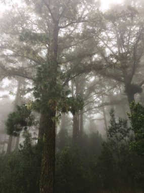Ormanın güzel manzarası