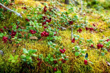 Yakın - sonbaharda ormanın manzarası.