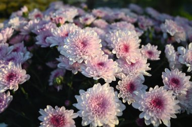 cluster of light pink chrysanthemums flowers blossom in sunny afternoon clipart