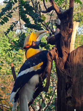 Güneşli bir öğleden sonra ağacın dalında büyük bir Buceros bicornis grap.