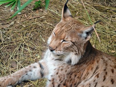 Uzun kulaklı bir vaşağın portresi hayvanat bahçesindeki çayırlarda dinleniyor.