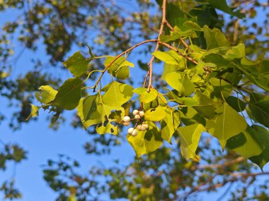 Güneşli bir öğleden sonra yeşil yapraklı Triadica sebifera tohumu.