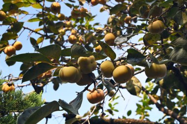 Yarım olgun hurma, güneşli bir öğleden sonra dallara asılır.