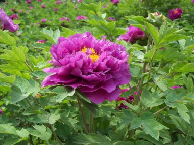 İlkbaharda çalılıklarda yalnız bir mor şakayık çiçeği açar.