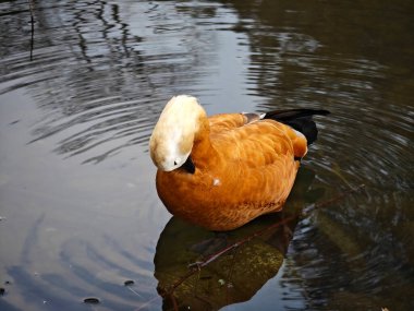Sarı bir ördek bahçedeki sudaki tüylerini temizler.
