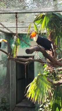 Hayvanat bahçesindeki bir dalda sarı gagalı büyük bir tukan kuşu.