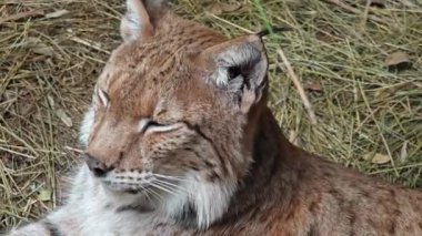 Uzun kulaklı bir Luchs otlakta dinleniyor ve gözleri ona bakıyor.