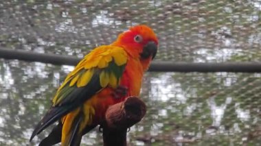 Sarı yeşil tüylü şirin bir papağan hayvanat bahçesinin dalında duruyordu.