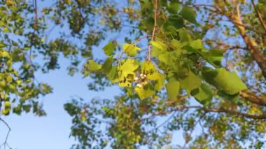 Triadica Sebifera 'nın tohumu ve yeşil yaprakları güneşli bir öğleden sonra rüzgarla dalgalanır.