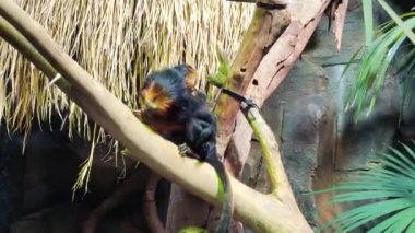 Hayvanat bahçesindeki dalda oynayan altın başlı aslan tamarin.