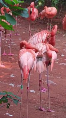 Pembe flamingolar güneşli bir öğleden sonra hayvanat bahçesinde sahada duruyor.